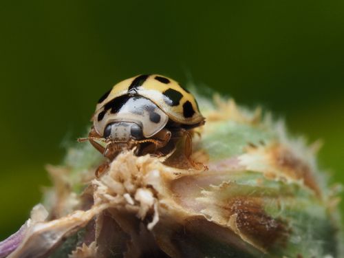 Free Close-up of a yellow and black spotted ladybird perched on a plant bud, captured in detail. Stock Photo