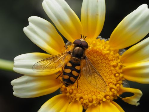 Free Detailed macro photo showcasing a hoverfly resting on a vibrant yellow daisy in a garden setting. Stock Photo