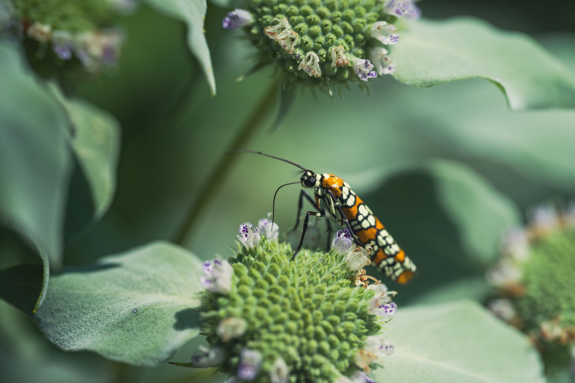 Close-up of Ailanthus Webworm Moth resting on green flower under sunlight.