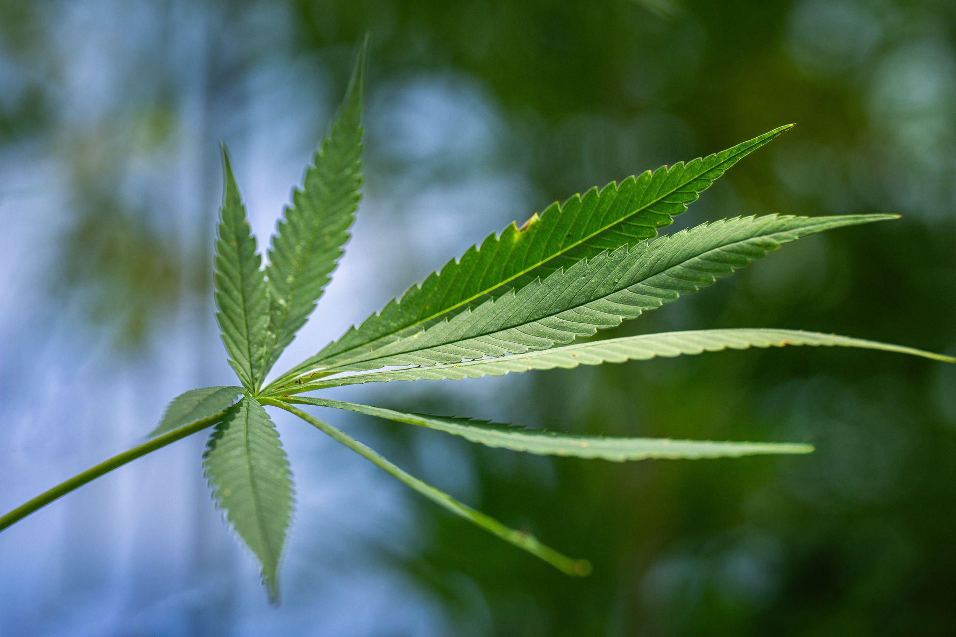 Hemp vs. Marijuana: Understanding the Key Differences for Indian Consumers