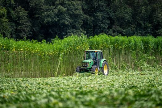 A vibrant green tractor working in a lush hemp field under clear summer skies.