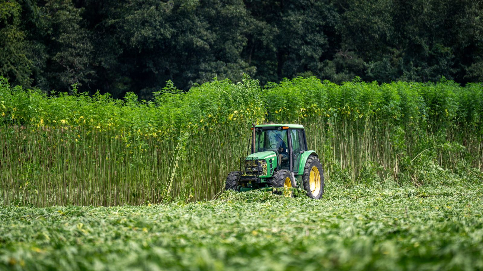 A vibrant green tractor working in a lush hemp field under clear summer skies.