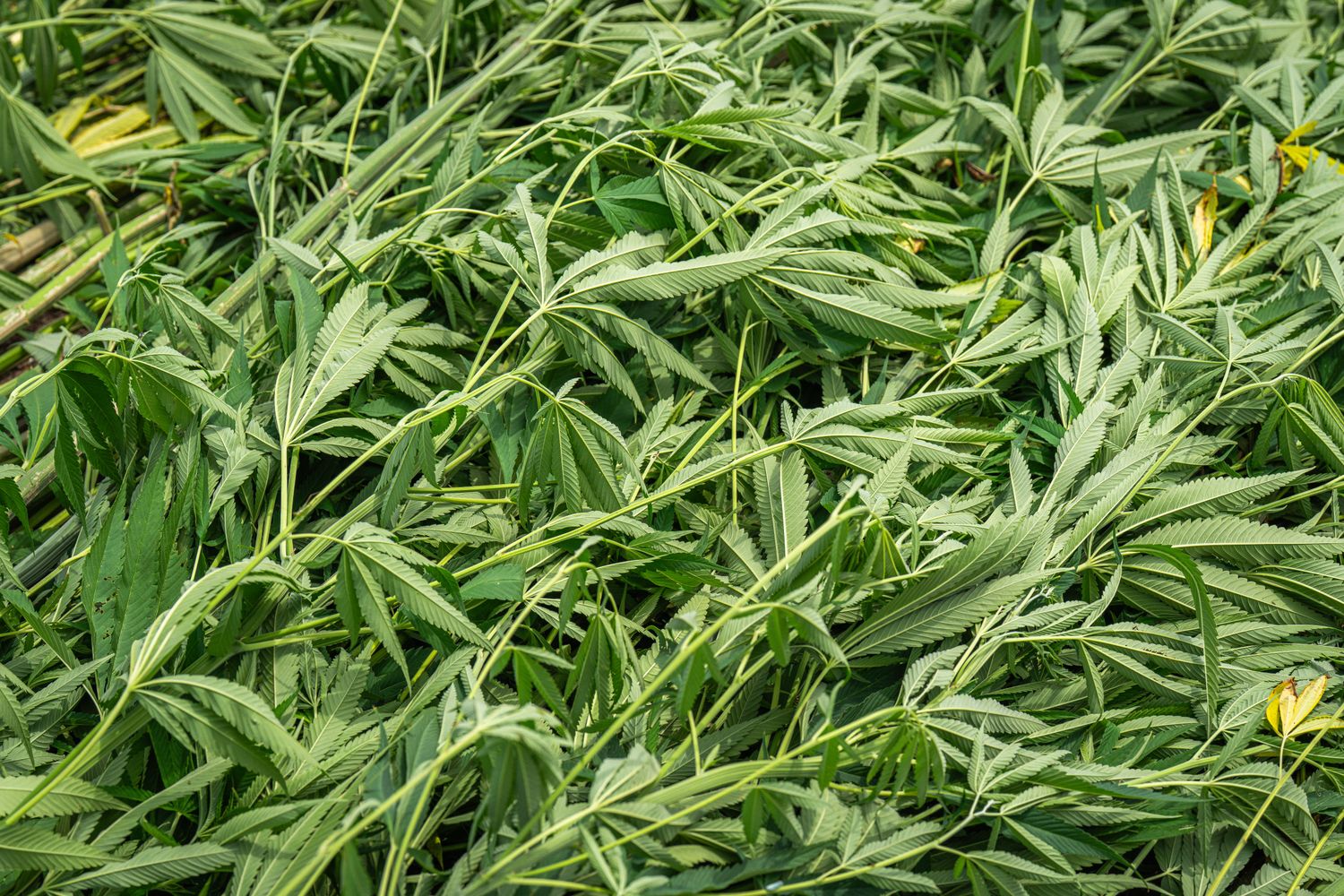 Medical cannabis biomass — harvested plant material ready for processing