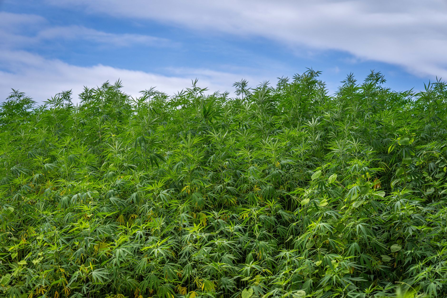 What Hemp Could Actually Offer