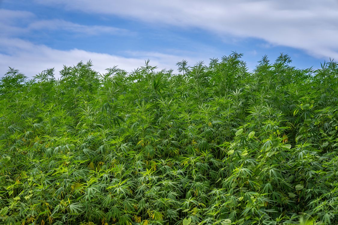 Campo de cannabis medicinal bajo cielo azul en plantación profesional