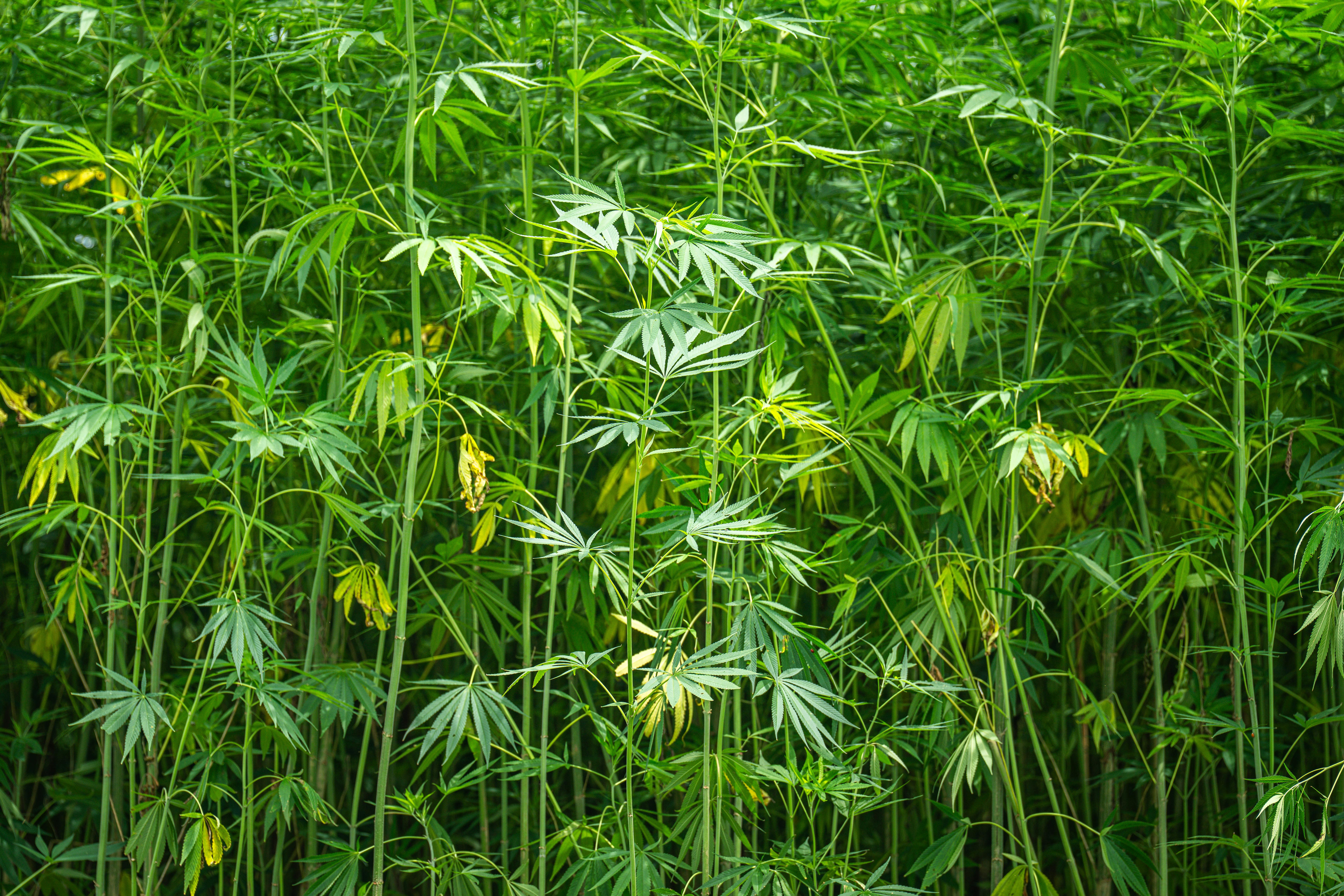 Photos gratuites de à base de plantes, à feuilles caduques, agriculture