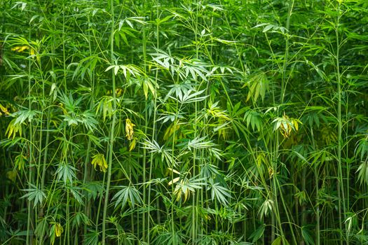 Vibrant hemp plants growing outdoors in a lush natural environment, showcasing long green leaves.
