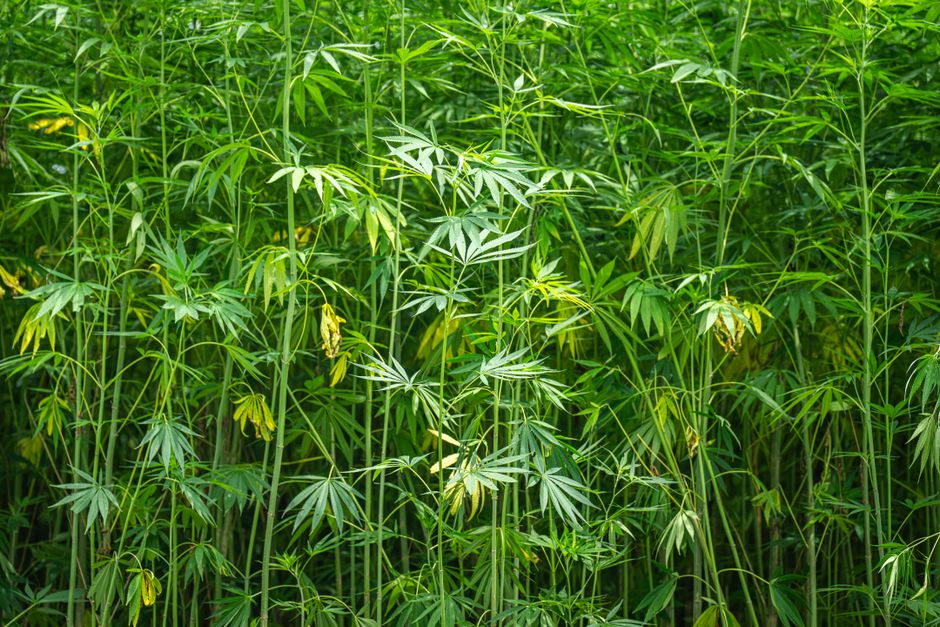 Photo by Mark Stebnicki Vibrant hemp plants growing outdoors in a lush natural environment, showcasing long green leaves.