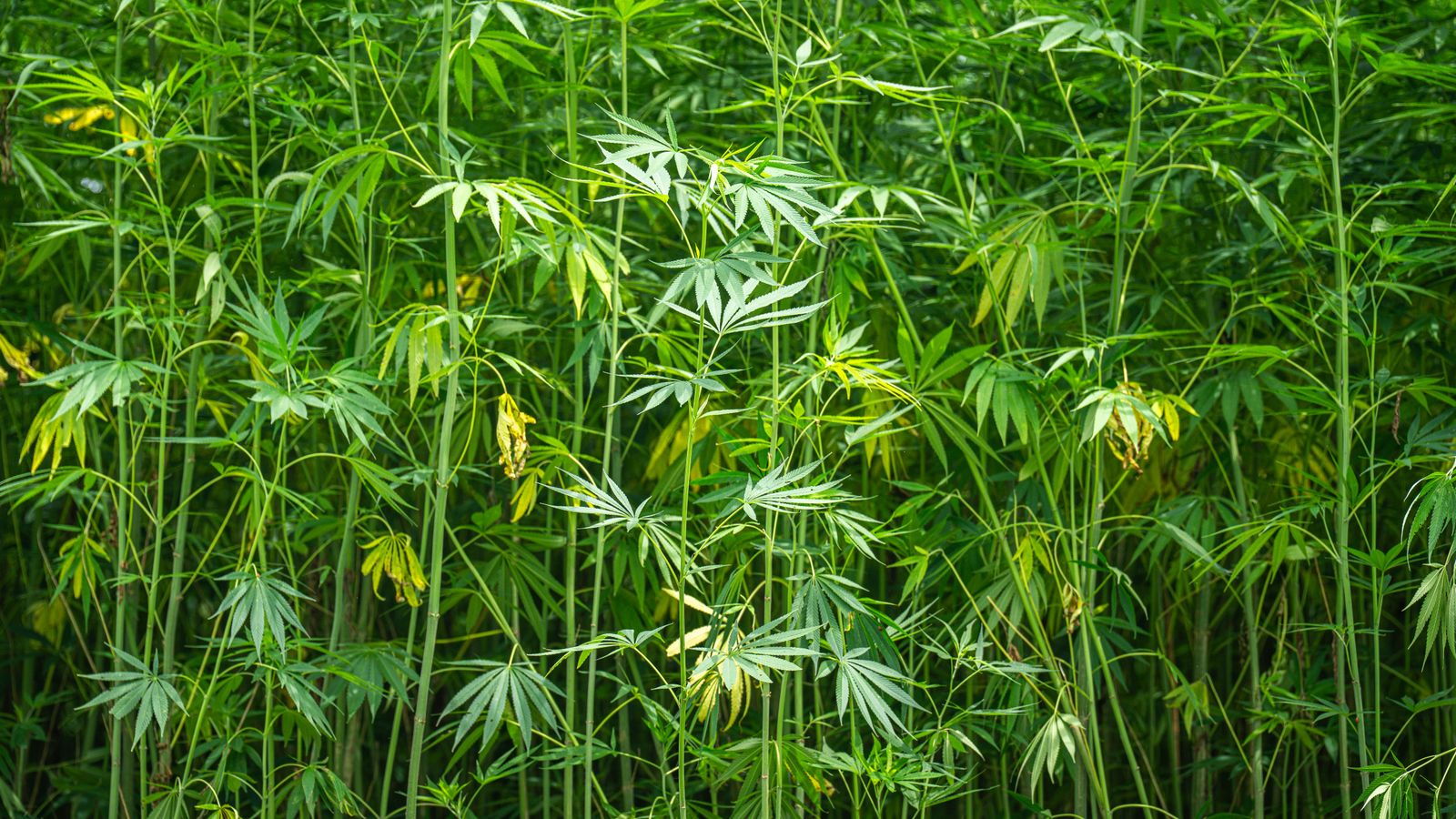 Vibrant hemp plants growing outdoors in a lush natural environment, showcasing long green leaves.