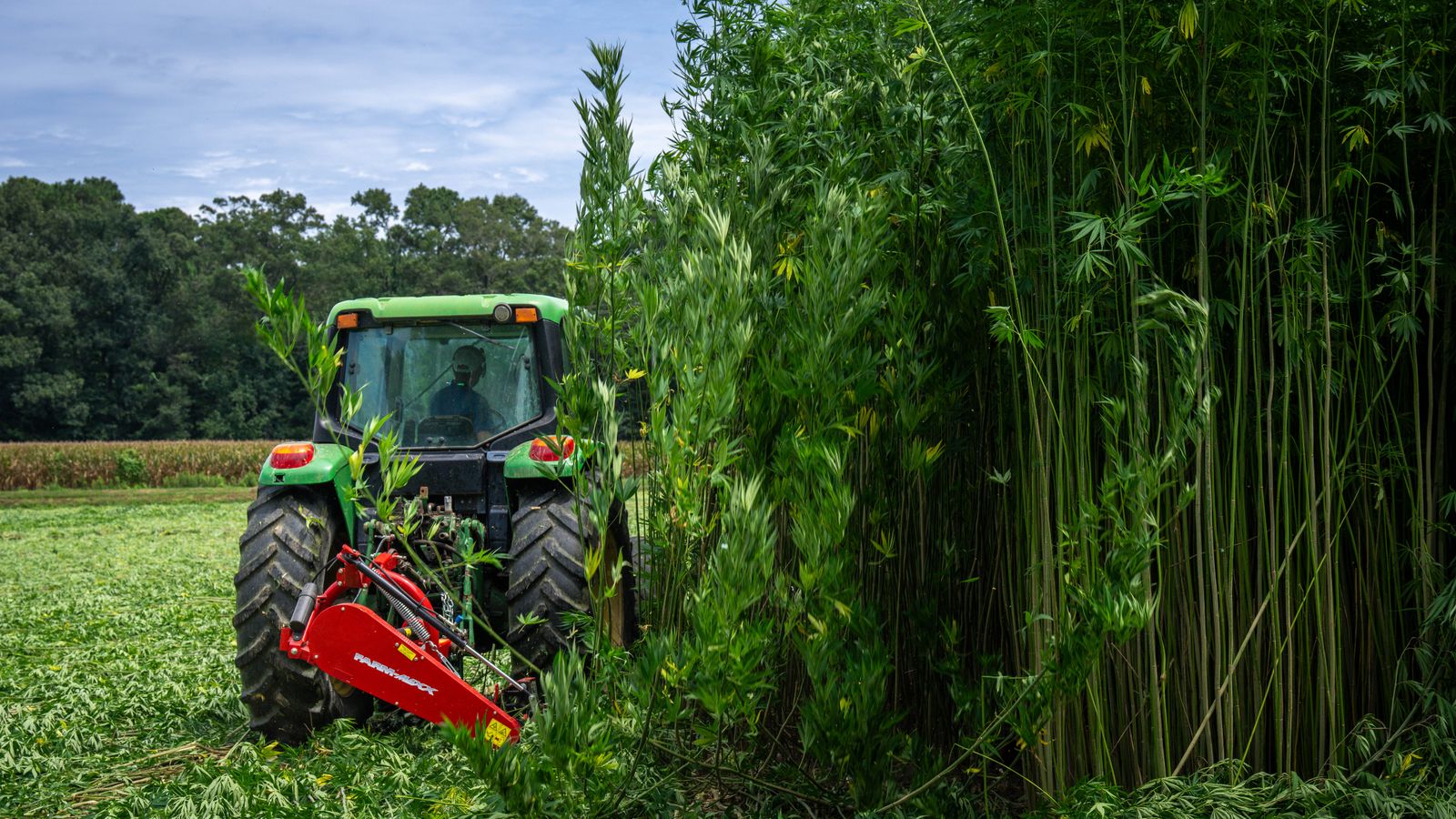 A tractor efficiently harvesting a lush field of tall industrial hemp plants under a clear sky.