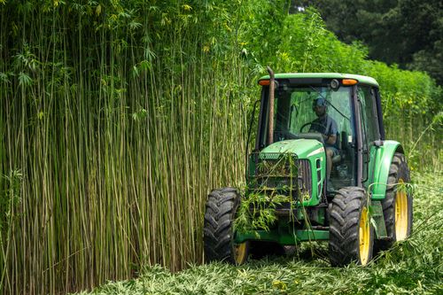 Free A tractor harvesting tall hemp plants outdoors, showcasing modern agriculture and sustainable farming. Stock Photo