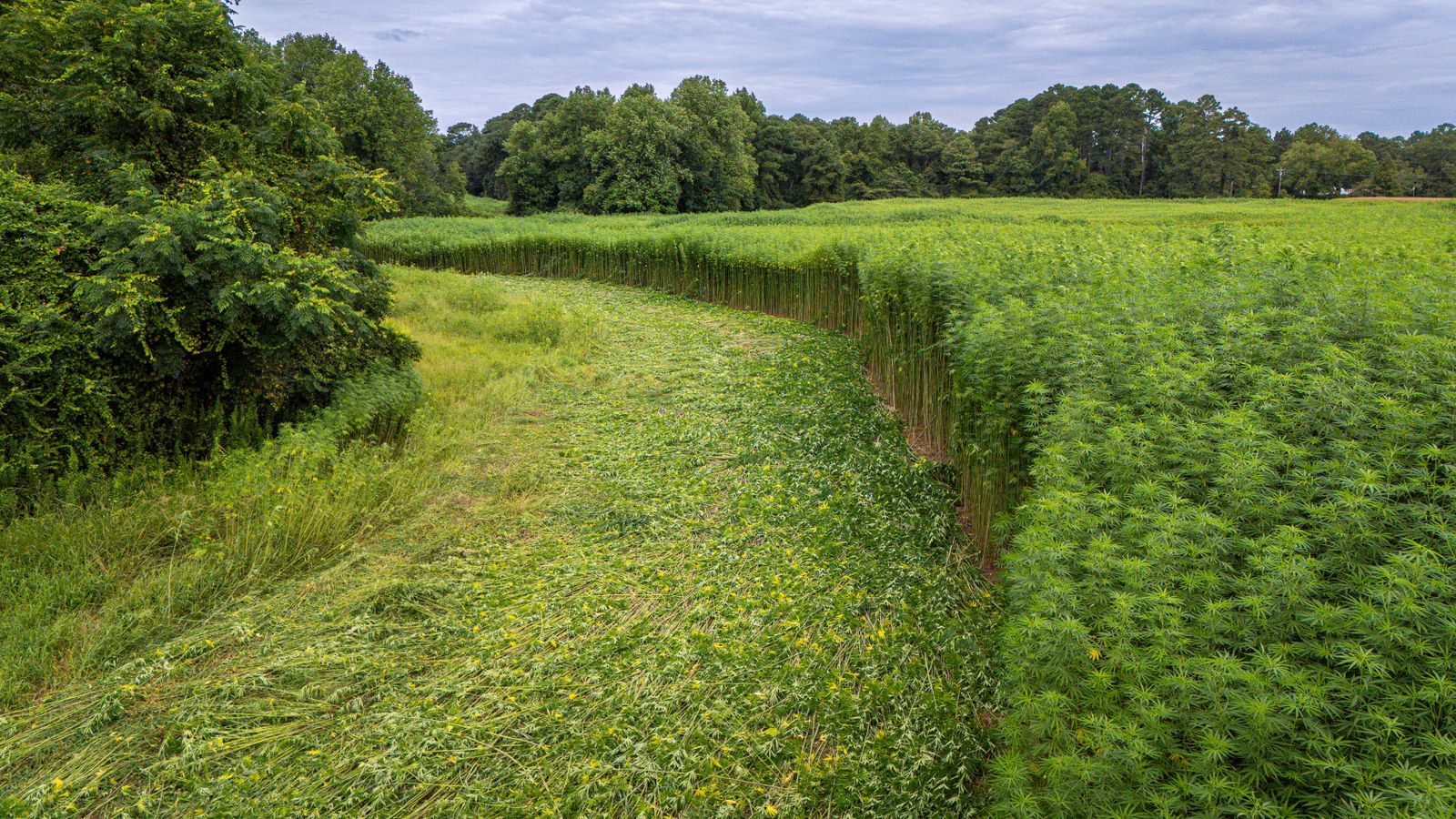 Expansive view of a hemp field bordered by dense trees under a cloudy sky.