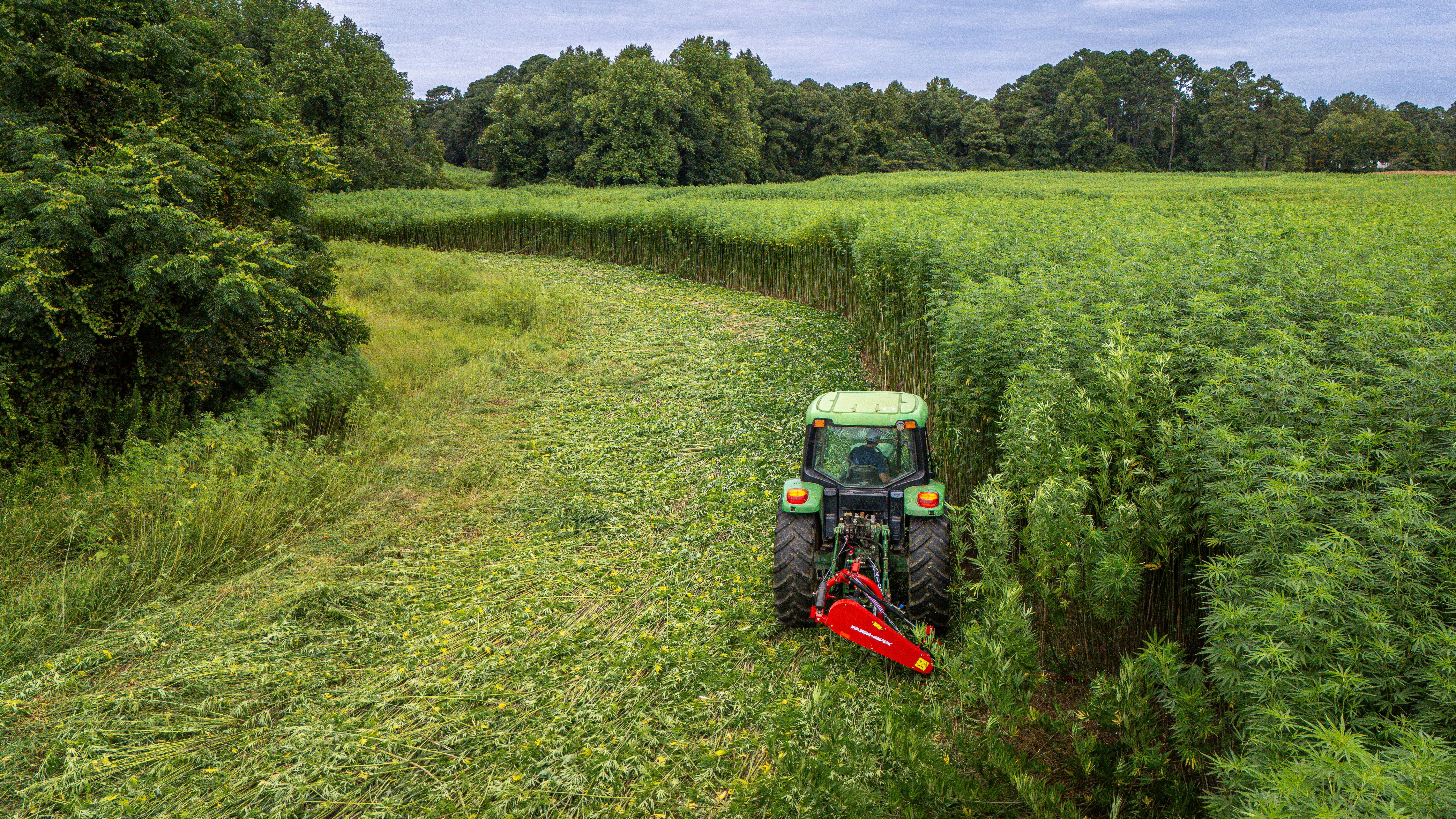 Green tractor mowing hemp in lush fields, aerial view.