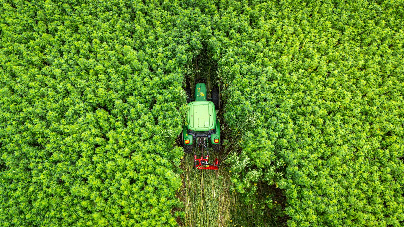 Aerial shot of a tractor cutting through a dense green crop field, showcasing efficient modern agriculture.