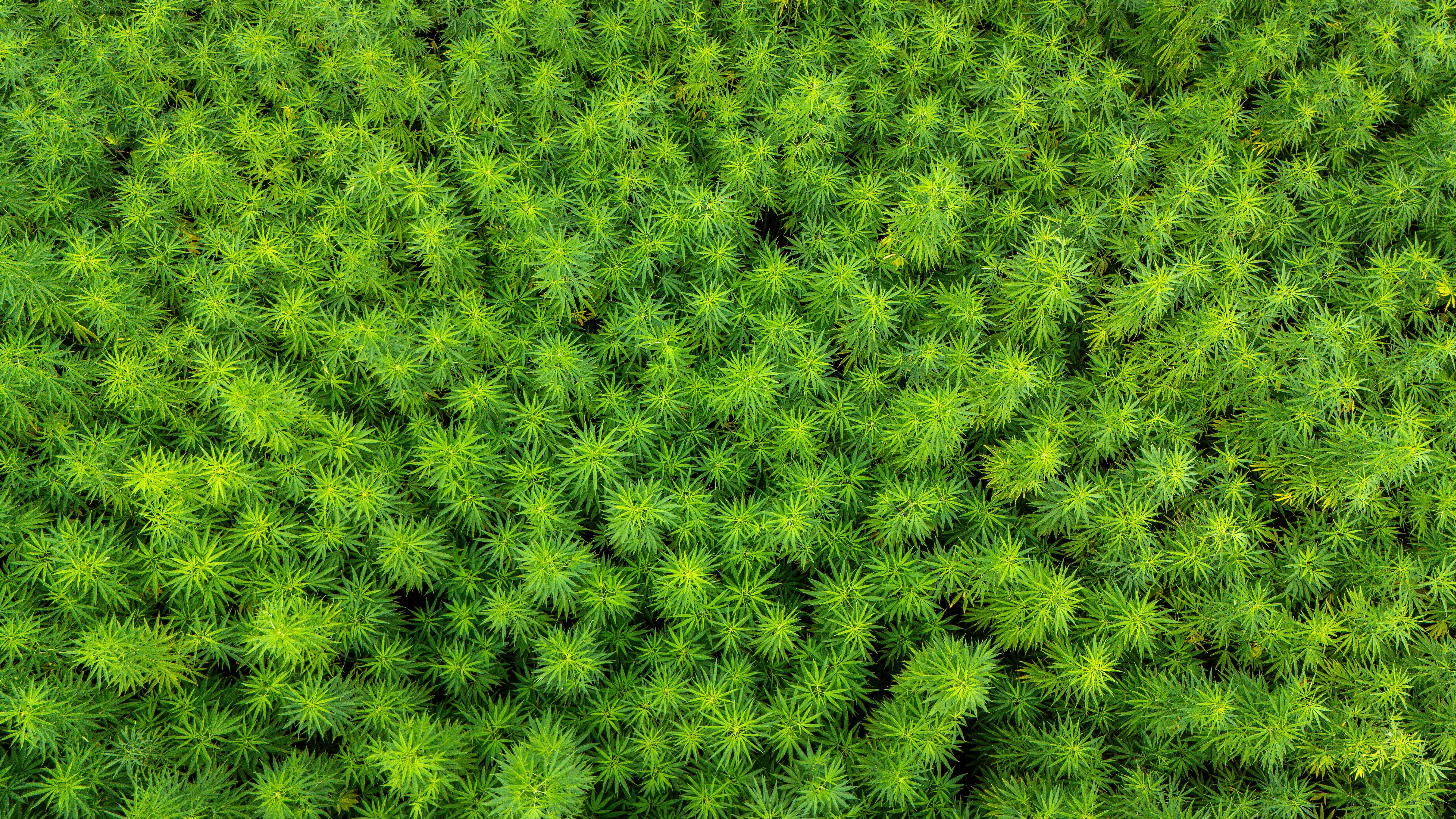 cannabis benefits — Photo by Mark Stebnicki on Pexels