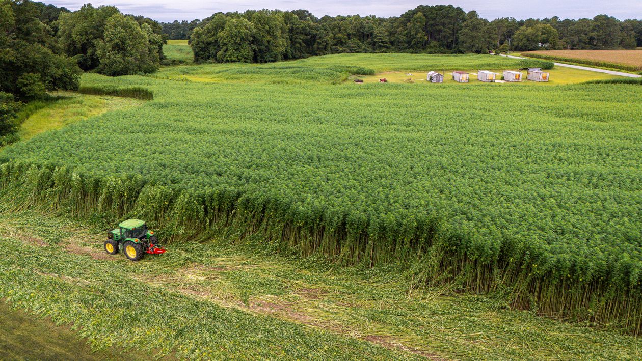 Vista aérea de campo de cáñamo en cosecha industrial