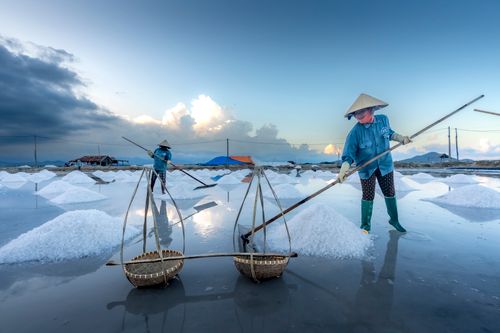 Free Salt farmers gathering salt in Vietnam's scenic salt flats at sunrise. Stock Photo