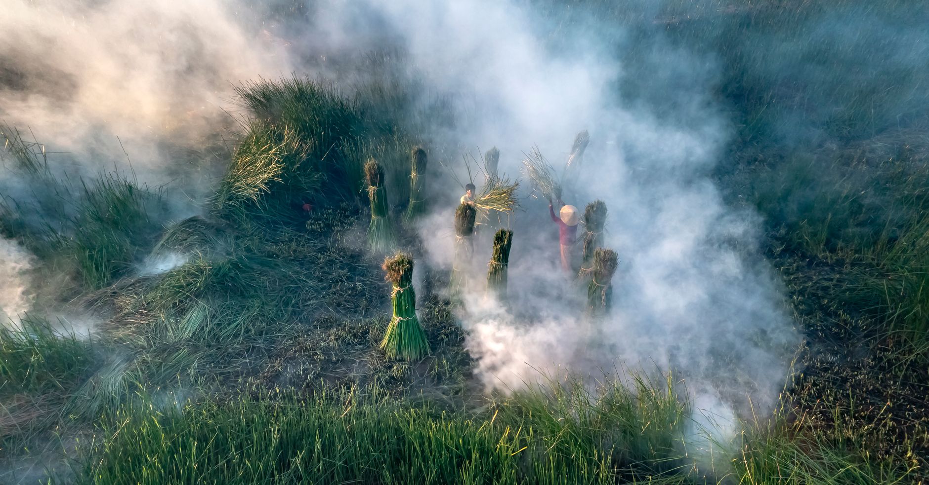 Farmers harvesting rice amid mist and smoke in a field