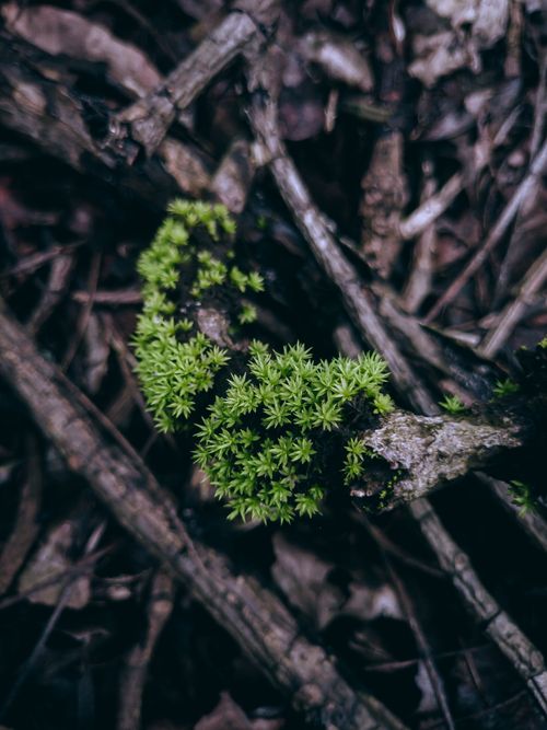 Free Detailed shot of a mossy branch surrounded by fallen leaves, showcasing nature's textures. Stock Photo