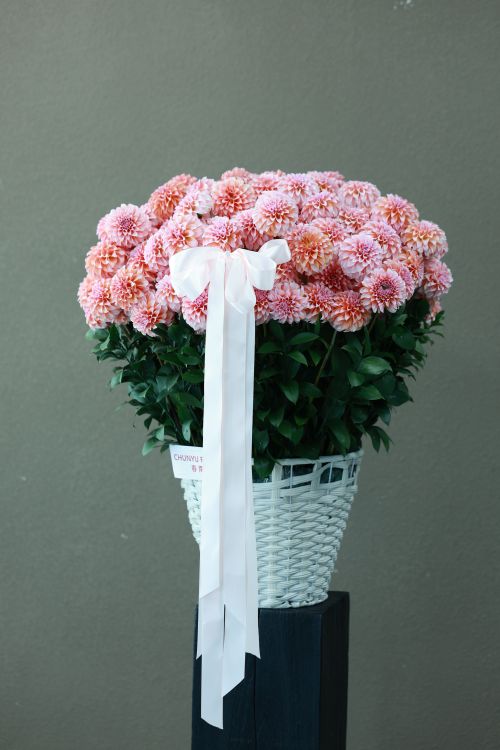 Free Charming pink chrysanthemums arranged in a white basket with ribbon, perfect for decor. Stock Photo