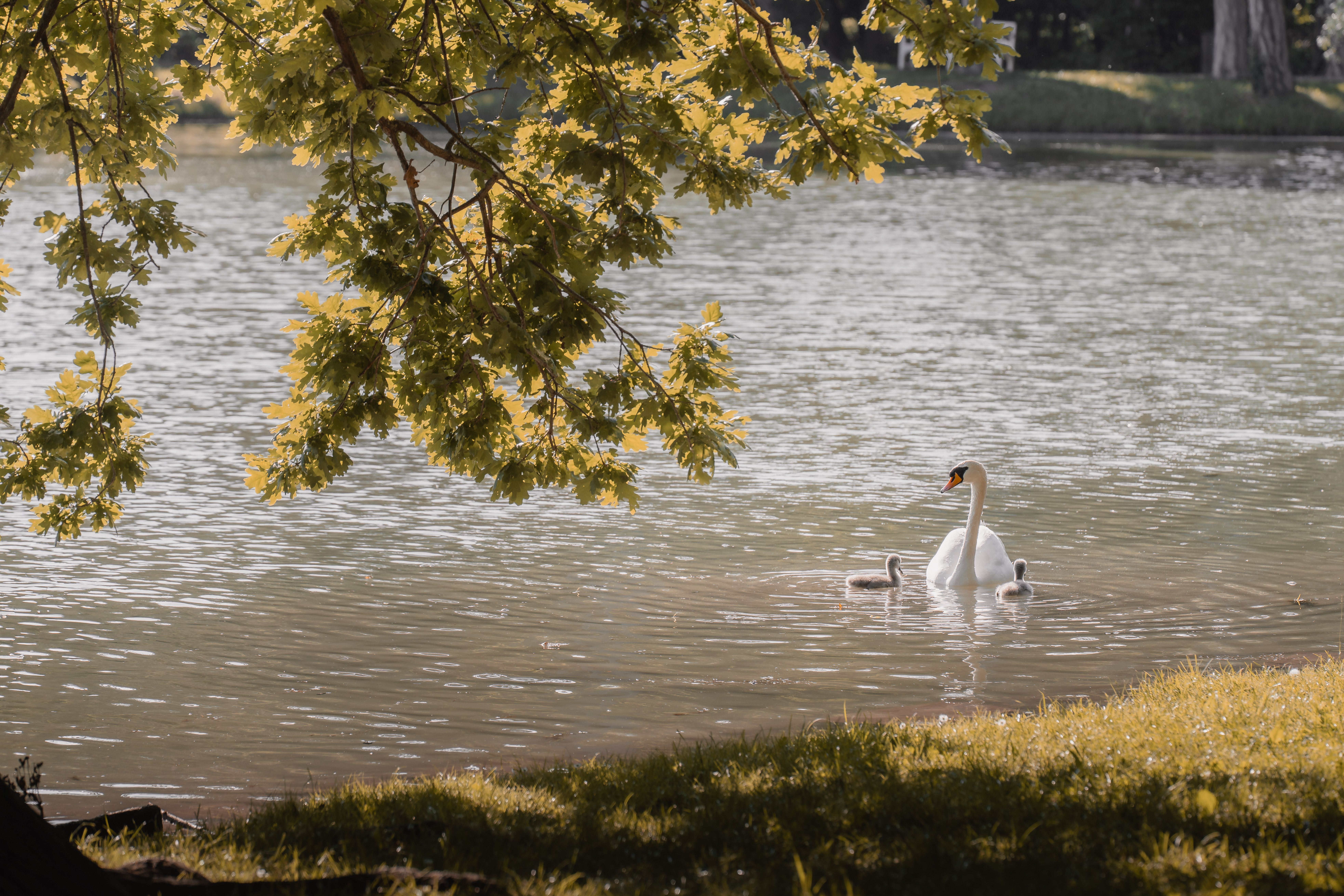 Une famille de cygnes profitant d'un moment paisible sur un lac d'été sous la lumière dorée de l'après-midi.