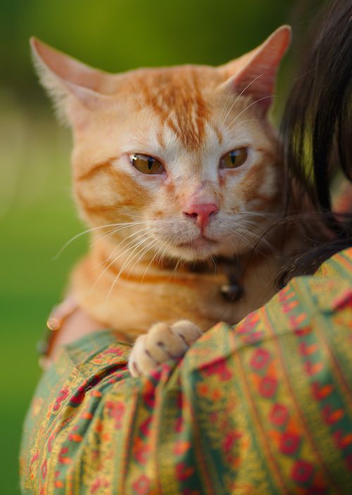 Free Adorable orange tabby cat being held by a person, showcasing a cozy and warm moment outdoors. Stock Photo