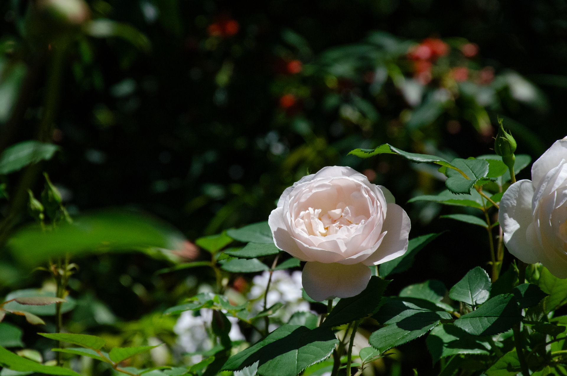 White rose in full bloom surrounded by green leaves under sunlight, creating a serene garden scene.