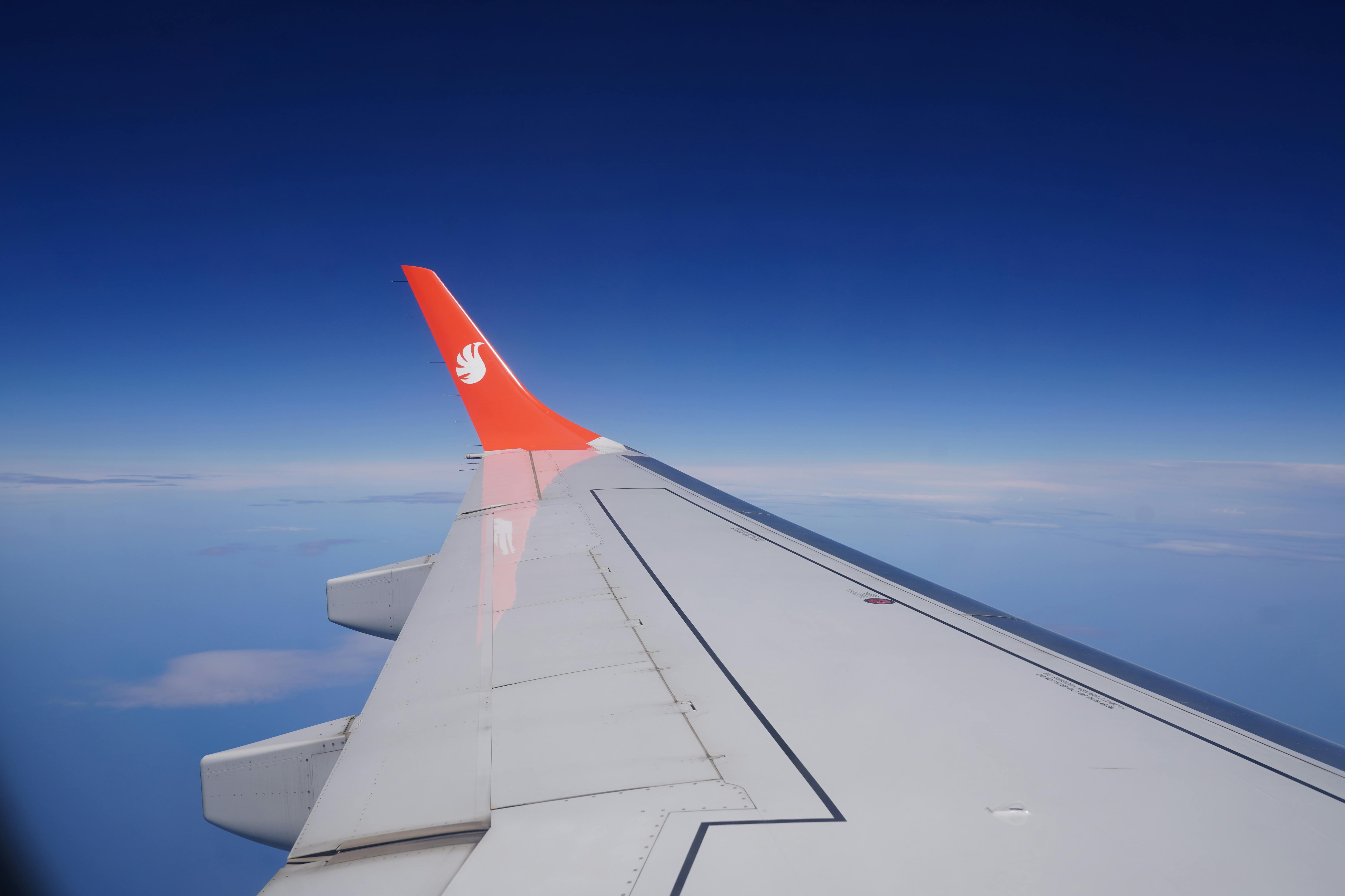 Former Spirit flight attendants turn to dog grooming business after airline shutdown — Photo by Tahir Xəlfə on Pexels