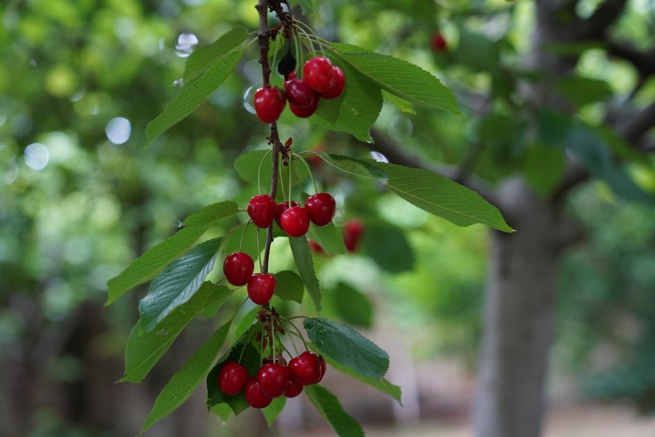 Ripe cherries on a tree branch ready for pit collection — growing cherry trees from cherry pits in Surrey BC