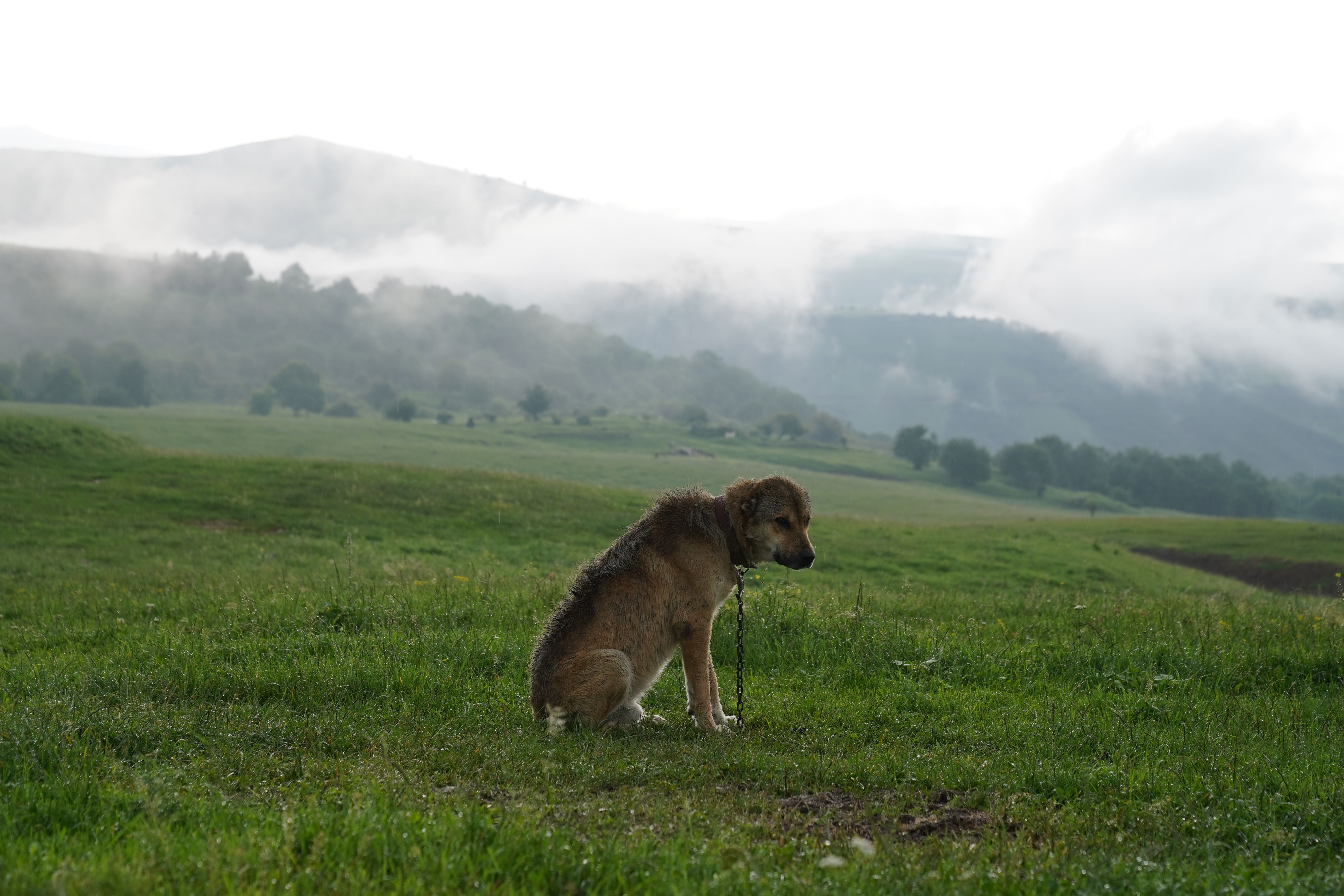 Dog sitting alone in a lush green field with misty mountains in the background, conveying solitude.