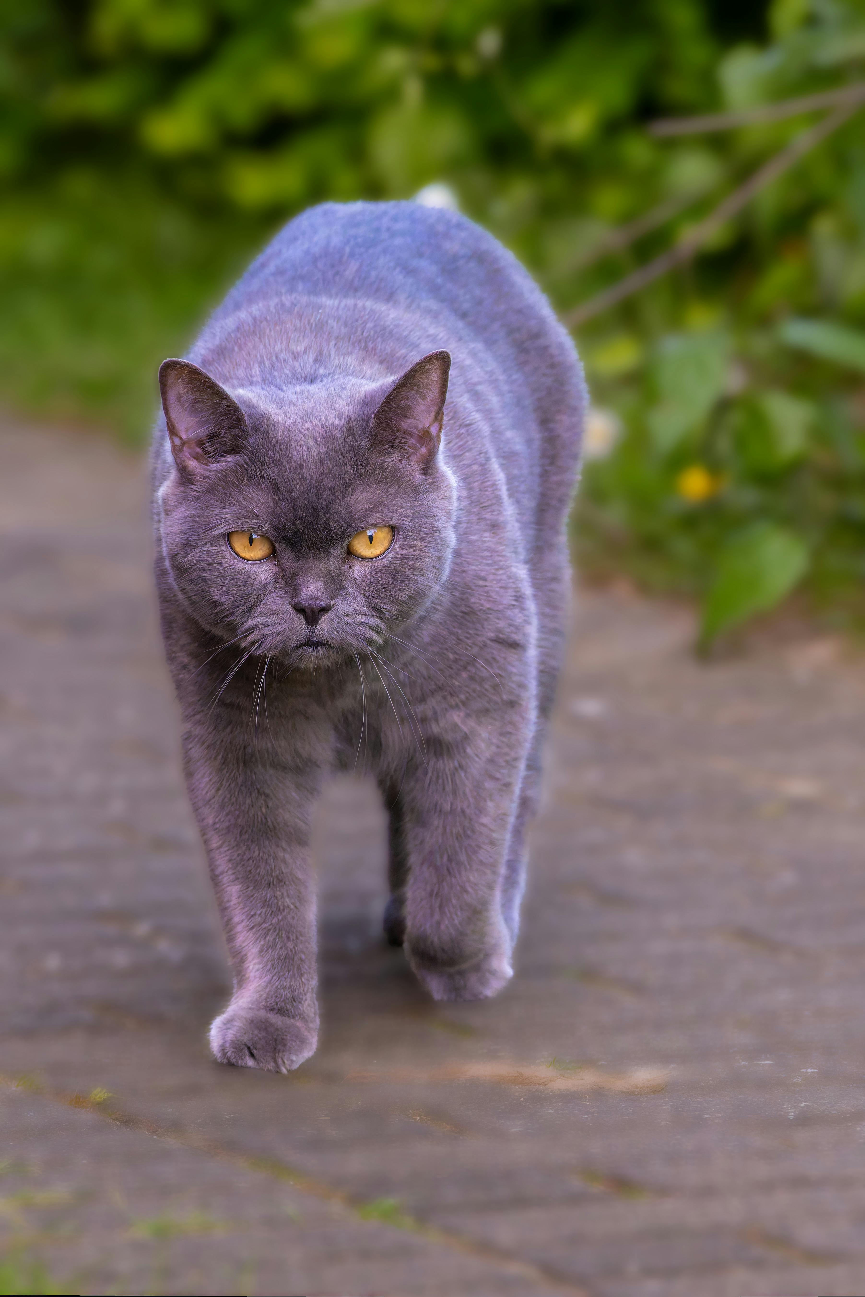 Sekilas Tentang NJU72341