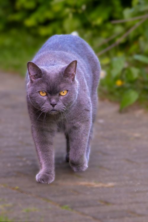 Free Close-up of a grey cat with yellow eyes walking on a path. Stock Photo