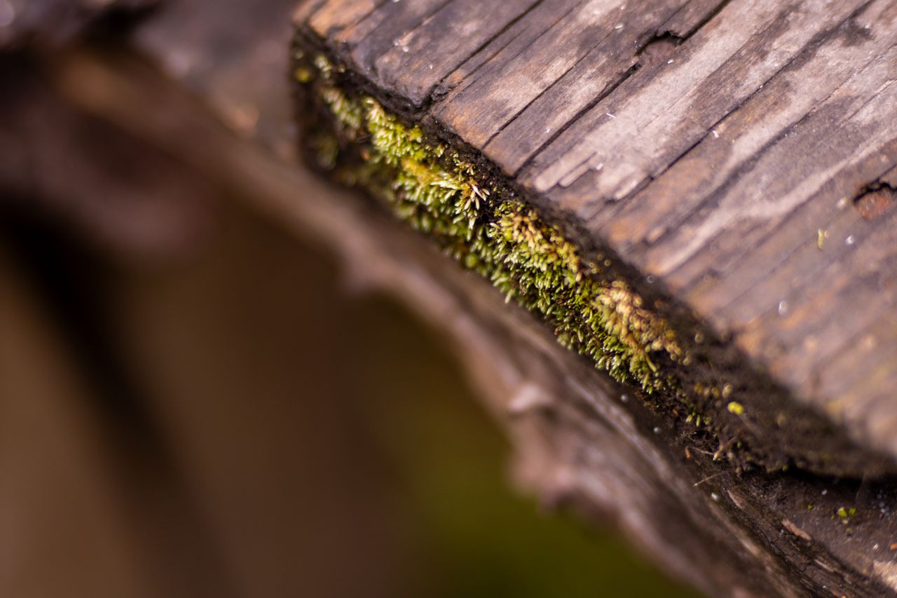 detailed macro photograph of moss growing on aged wood capturing natur