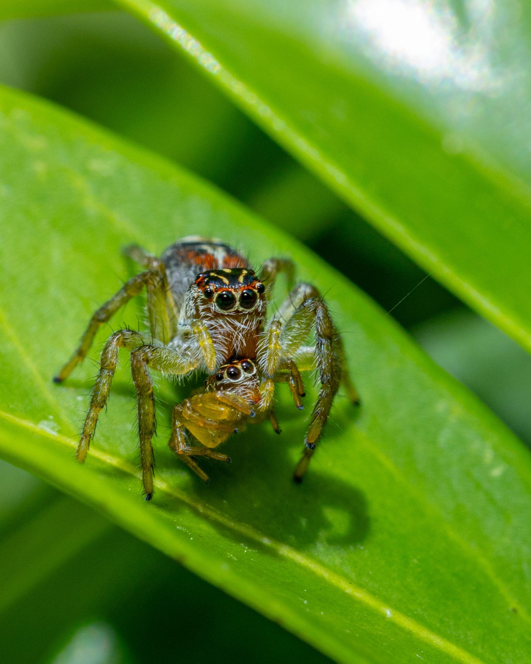 Close-up of Jumping Spider on Green Leaf · Free Stock Photo