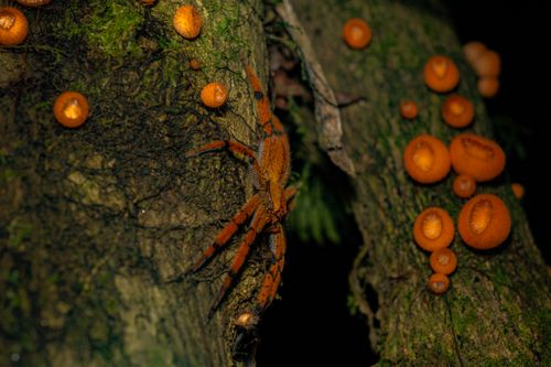 Free Close-up of an orange spider on tree bark surrounded by orange fungi, creating a vivid natural scene. Stock Photo