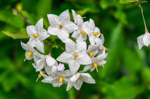 Free Detailed view of white jasmine flowers with green background, showcasing nature's elegance. Stock Photo