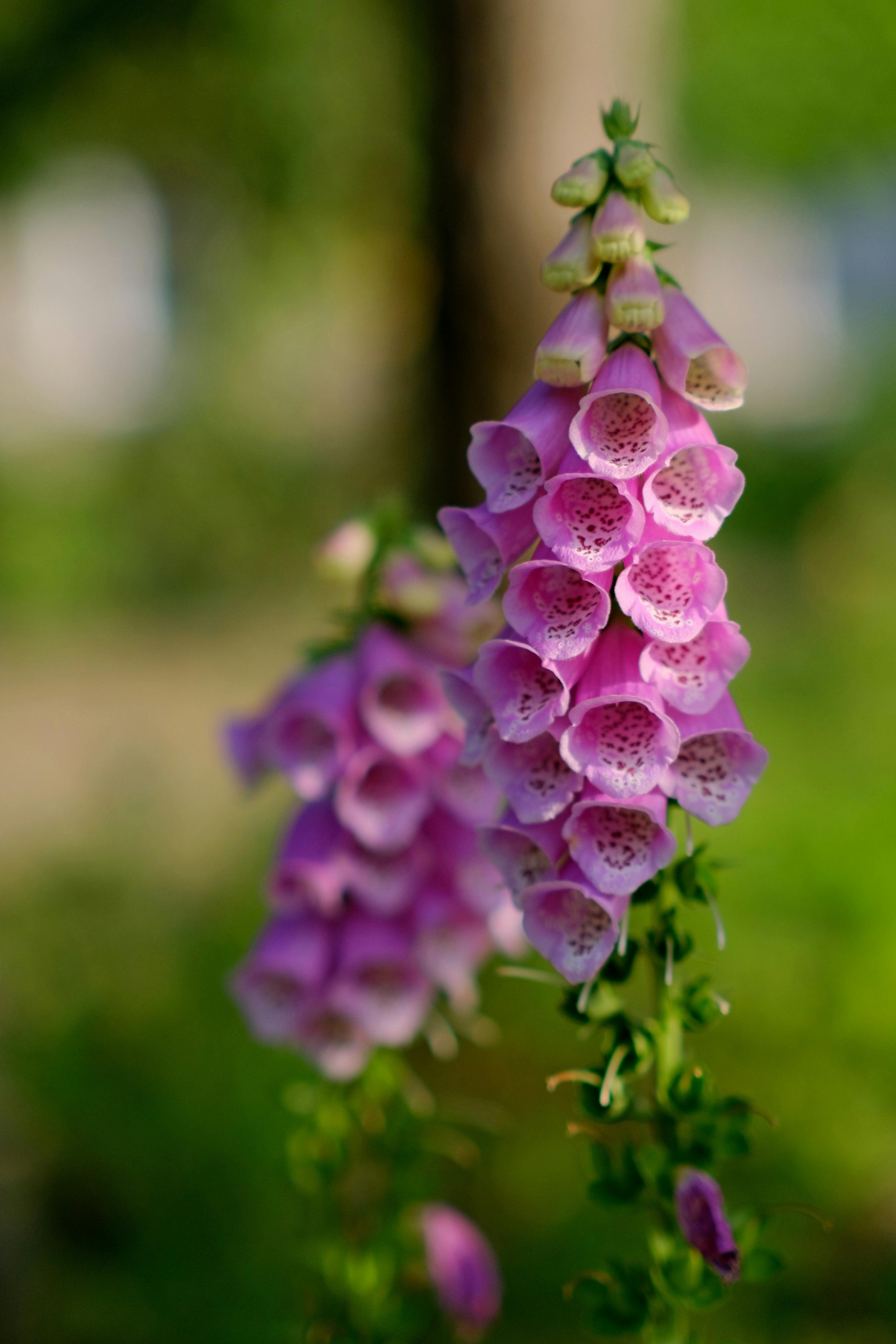 [ColoSach]-beautiful-close-up-of-pink-foxglove-flowers-(digitalis-purpurea)-in-full-bloom-outdoors.