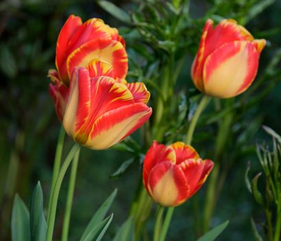Bright and colorful red and yellow tulips blooming in a lush green garden setting.