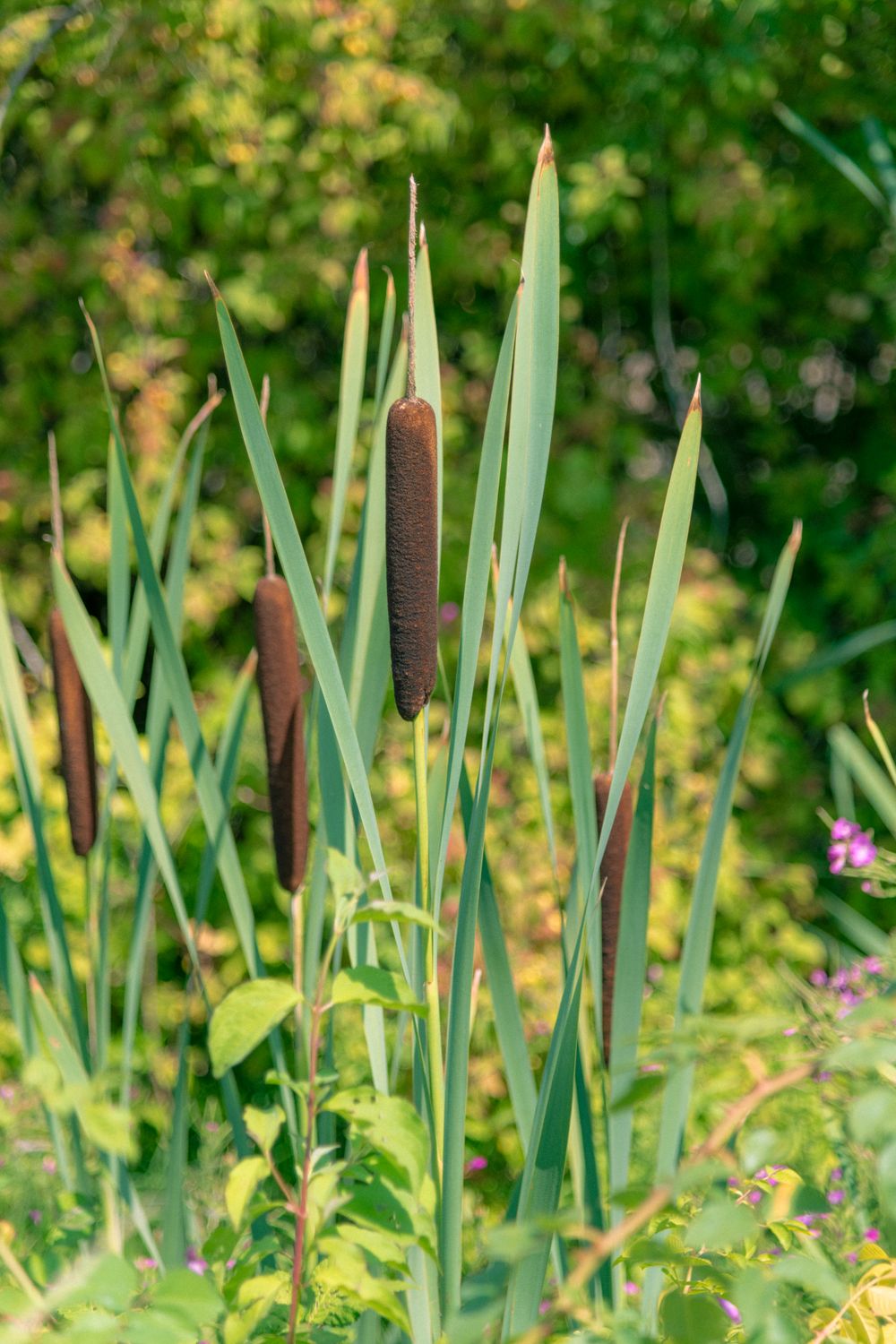Cattail Tree Close-Up of Cattail Plants in Natural Habitat · Free Stock Photo