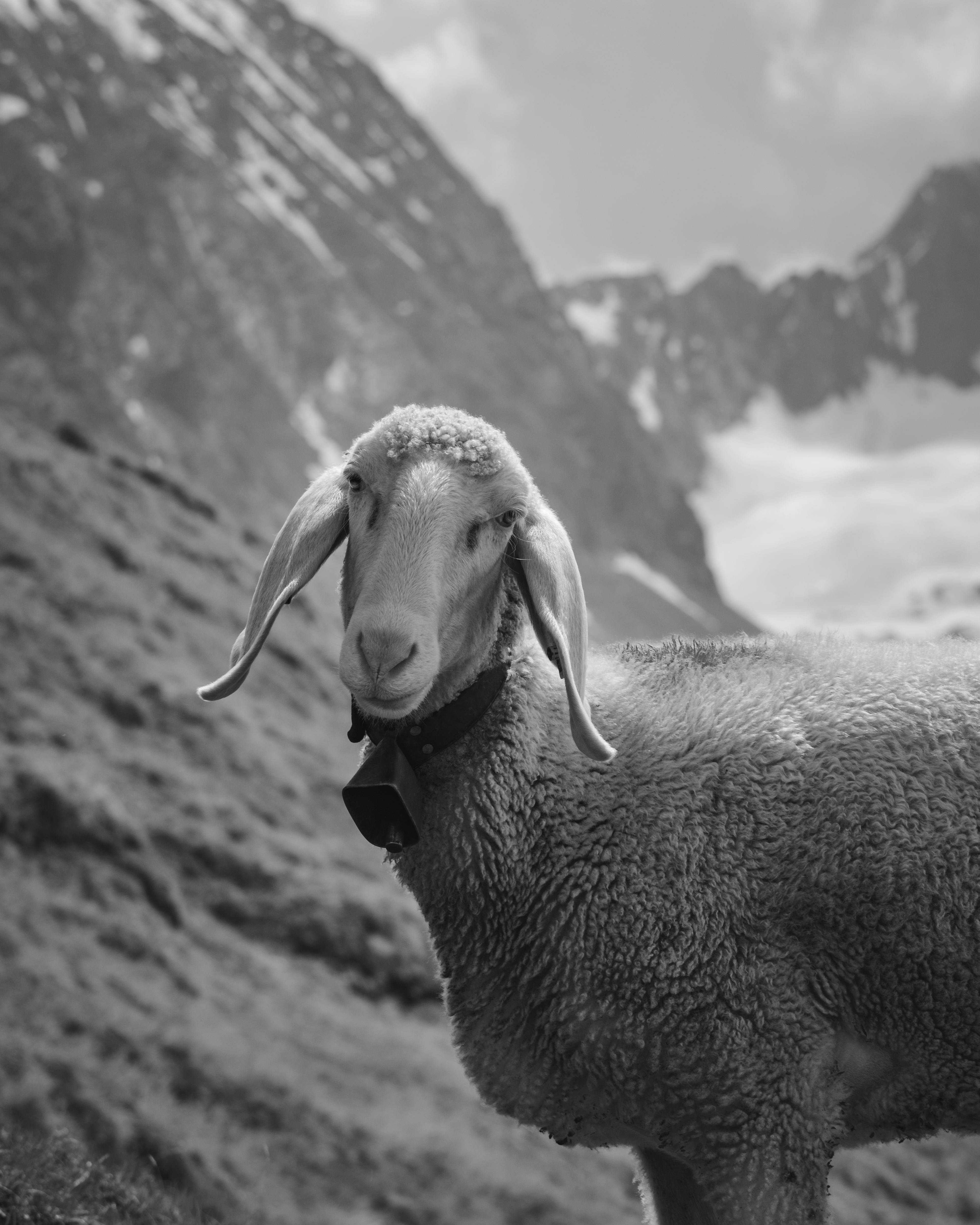Serene sheep in black and white amidst the majestic mountains of Tirol, Austria.