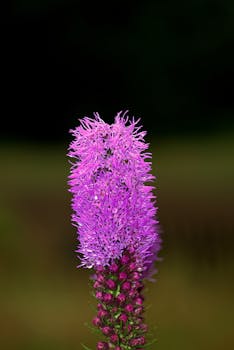 Close-up of a vibrant Liatris spicata flower against a dark background, showcasing its natural beauty.
