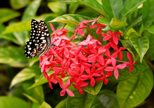Free Captured in vivid detail, a butterfly perches on striking red ixora flowers, showcasing nature's beauty. Stock Photo