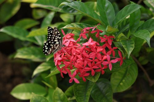 Free A black and white butterfly perches on bright pink flowers surrounded by lush green leaves. Stock Photo