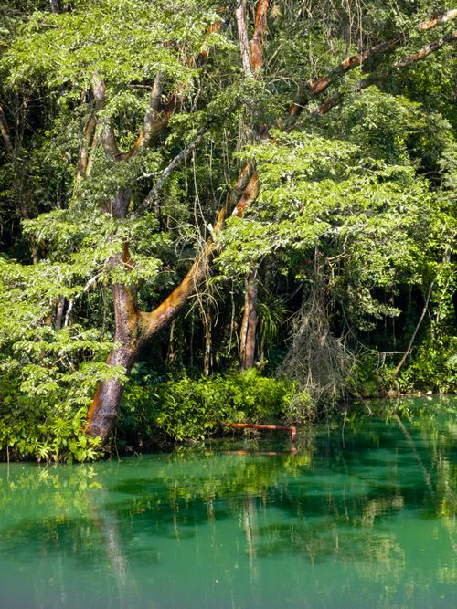 Free Beautiful green lagoon surrounded by lush trees in Brazilian forest, perfect nature escape. Stock Photo