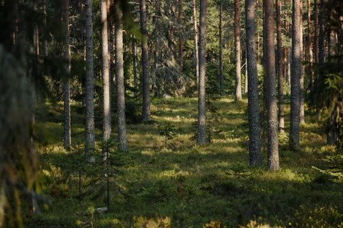 Free A serene view of tall coniferous trees in a sunlit, lush green forest environment. Stock Photo
