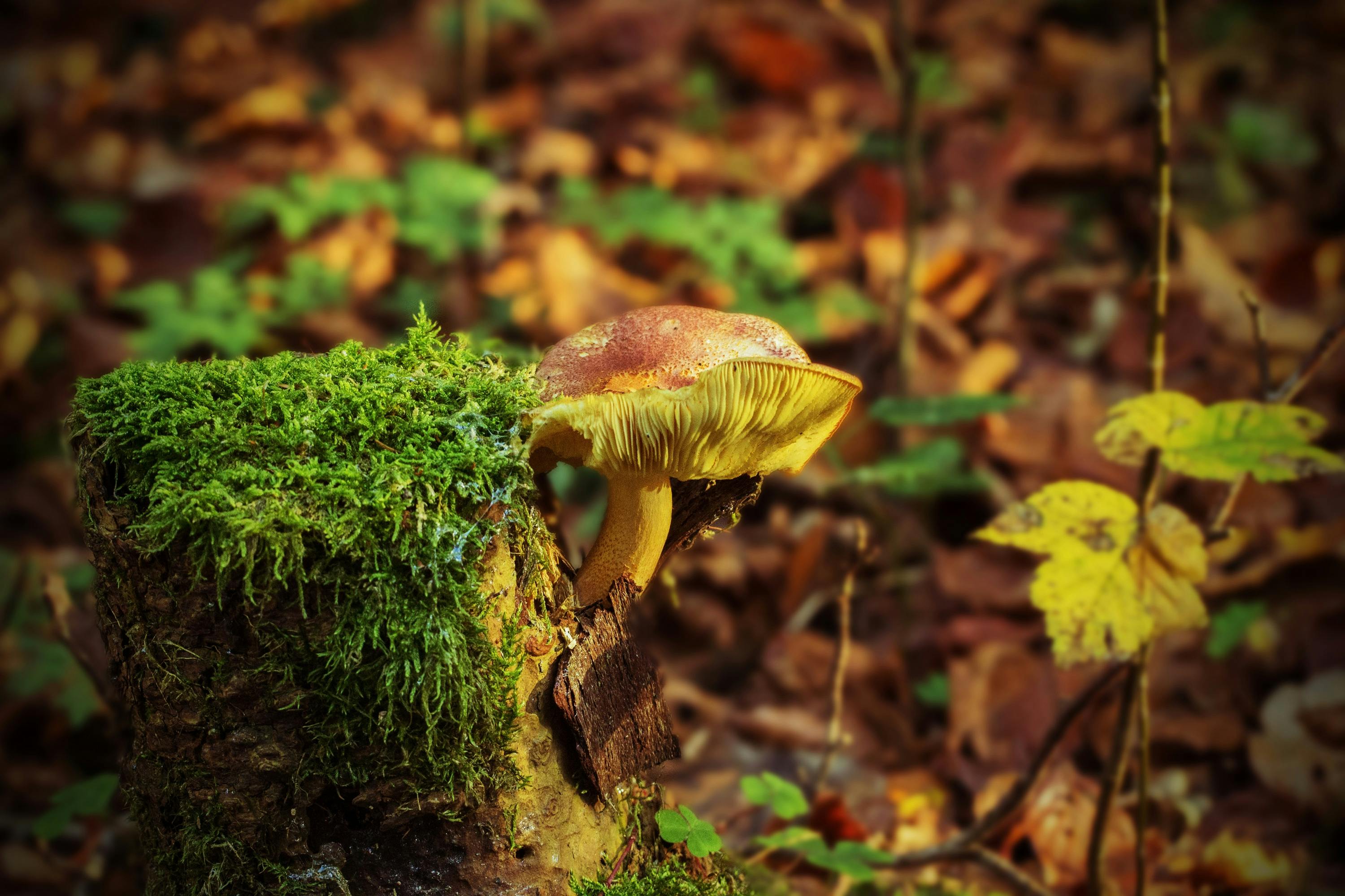 tree-stump-mushroom-fungus-on-tree-stump-autumn.jpg