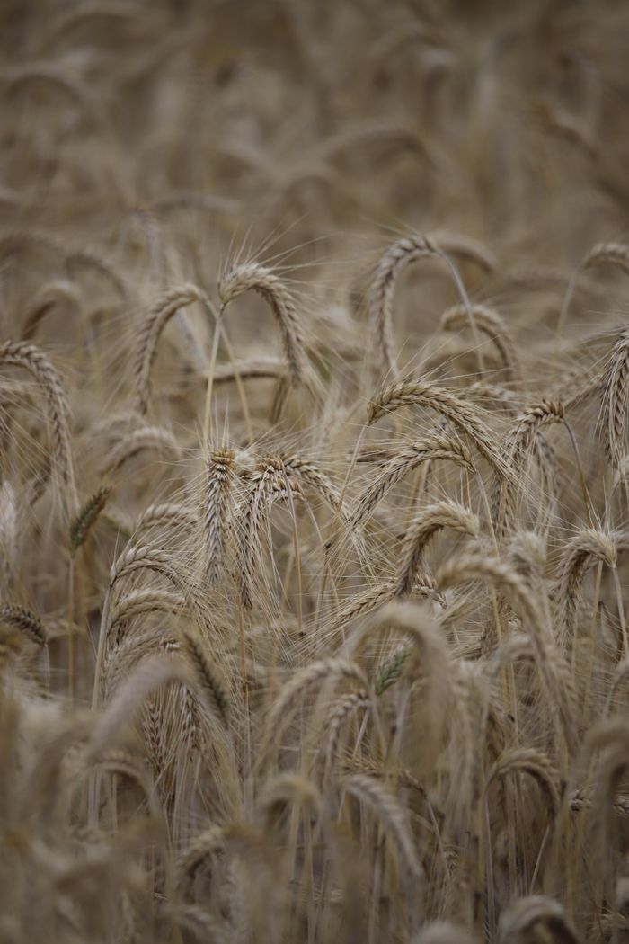 Ripe wheat stalks in summer light — photo by Dante Juhasz on Pexels