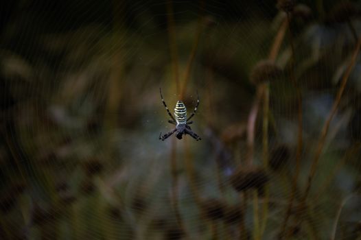 Detailed shot of a wasp spider weaving its web in a dark and serene night setting.