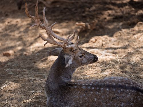 Free A beautiful spotted deer with antlers rests in its natural habitat on a sunny day. Stock Photo