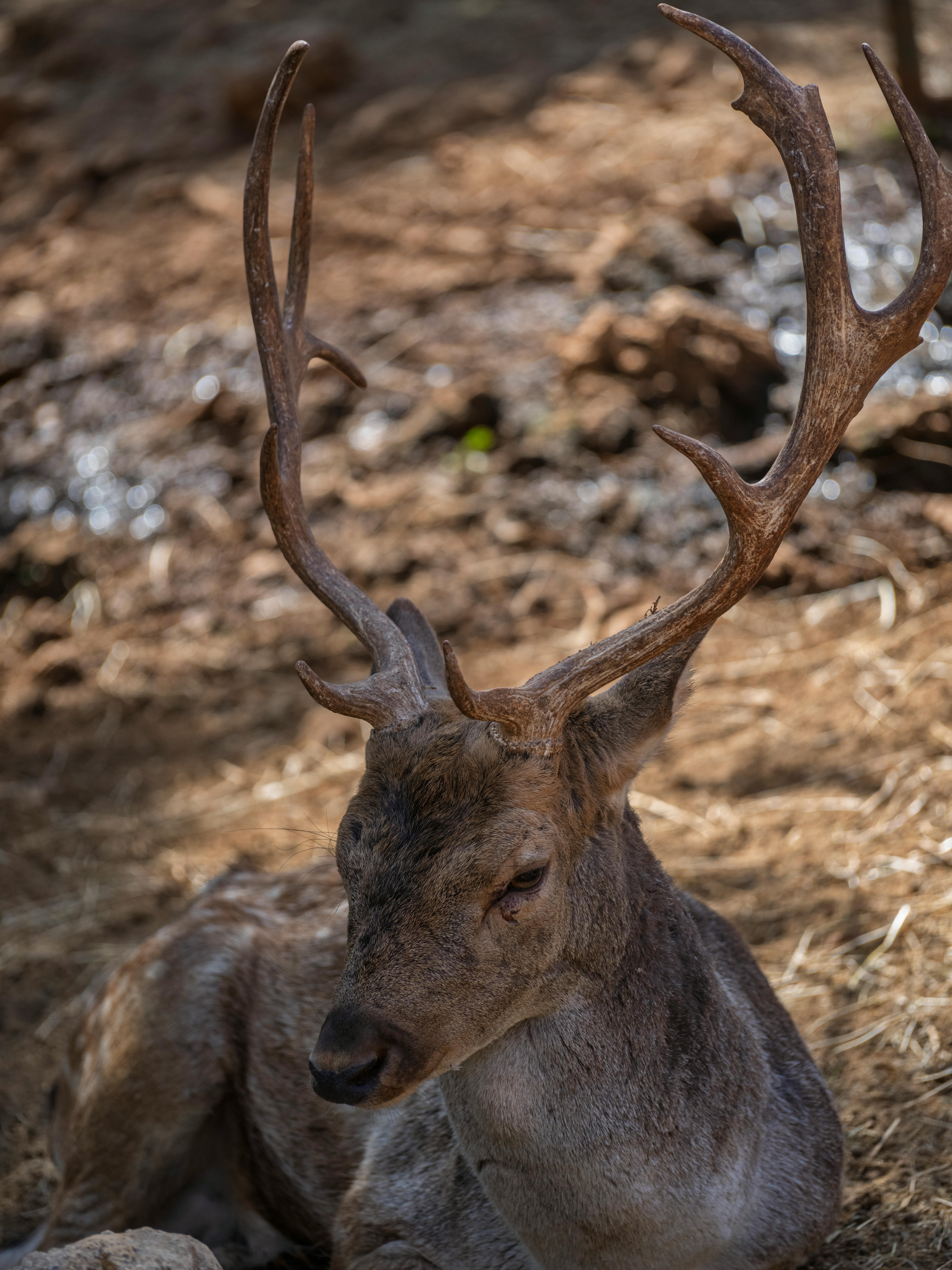 grátis Uma visão de perto de um cervo com chifres impressionantes deitado no chão da floresta sob a luz quente do sol. Foto profissional